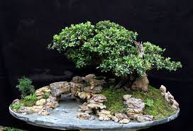 Enjoy viewing seven stunning examples of bonsai forests! The Boy Bridge By Nguyá»…n CÆ°á»ng Bonsai Garden Bonsai Forest Bonsai