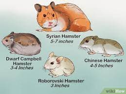 Veterinarian-Approved Advice On How To Care For A Hamster