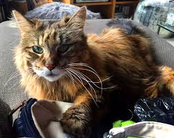 172 cat sitters near you. Cat Behavior Archives Page 2 Of 6 Award Winning Pet Sitting