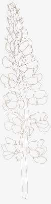 Paint texas bluebonnets, a fun and easy painting tutorial great for beginners. Bluebonnet Drawing Transparent Line Art Png Image Transparent Png Free Download On Seekpng