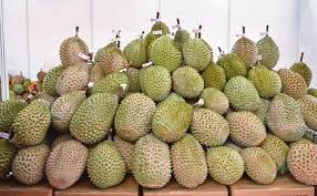 Anak pokok musang king 3 ke 4 kaki. Semakin Mendapat Permintaan Jurutera Bersara Ini Kongsi Cara Tanam Musang King Sebagai Pelaburan Lepas Bersara Buzzkini