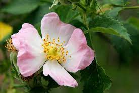 Rose Petal Tonic Herb Shop Flowers Uk Wild Rose Detox Wild Food