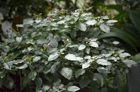 Image result for Calvoa orientalis