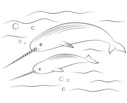 Free printable narwhal coloring pages for kids and adults.often dubbed the unicorns of the sea, narwhals are strange and beautiful creatures with long tusks protruding from their heads. Two Narwhal Coloring Page Free Printable Coloring Pages For Kids