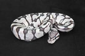 Axanthic Black And White Ball Python Pin By Xkiiyox On Reptiles Pet Snake Ball Python Cute Snake