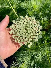 Image result for Ammi