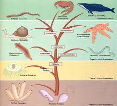 animal kingdom classification chart by james infogram