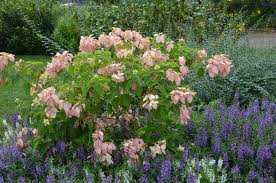 Image result for Mussaenda