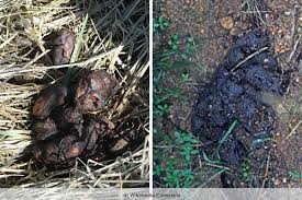 Beim auffinden von tierkot im garten ist nicht immer gleich klar, um welchen übeltäter es sich handelt. Kot Im Garten Und Auf Terrasse Welches Tier War Es Gartenlexikon De