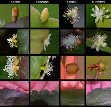 Image result for Rhynchosia galpinii