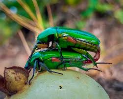 Image result for Buchnera cryptocephala