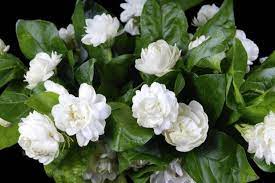 Night Blooming Plants Are Stars Of Summer Evenings Jasmine Flower Jasmine Plant Blooming Plants