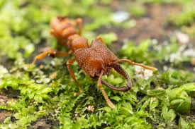 Mystrium Ant Laboratory Colony At The University Of Illinois Collected In Maliau Basin Borneo
