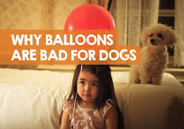 Cedar wood chips irritate a rabbit's eyes and nose. My Dog Ate A Balloon Are Balloons Bad For Dogs