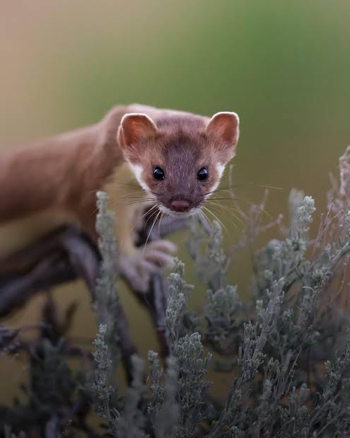 Long Tailed Weasel! : r/wildlifephotography