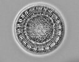 Image result for Cyclocotyla