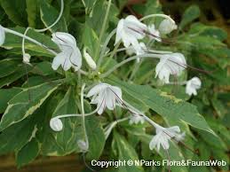 Image result for Rotheca aurantiaca