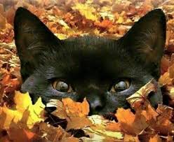 I M A Cat Lover I Love Cats And Kittens Of All Kinds I Have Four Black Cats And I Love My Fur Babies Cats Crazy Cats Cute Cats