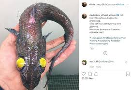 Para ilmuan berspekulasi bahwasanya hiu ini memangsa dengan menelan hidup hidup mangsanya. Jadikan Meriding 7 Ikan Laut Dalam Yang Menyeramkan Di Sini