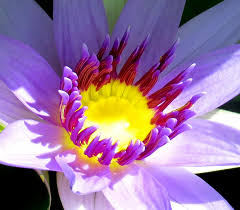 Image result for Nymphaea heudelotii