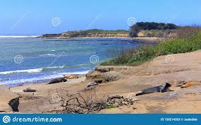We did not find results for: Jugendlicher Seeelefant Bei Ano Nuevo State Park Entlang Big Sur Kuste Kalifornien Stockbild Bild Von Hochseetuchtig Saugetiere 150214353