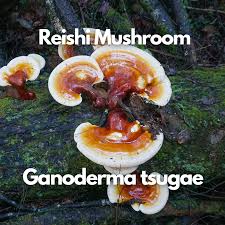 Image result for Ganoderma tsugae