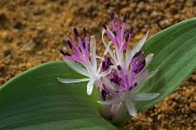 Image result for Daubenya