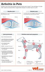 cat body infographic google search vet medicine vet technician vet tech student