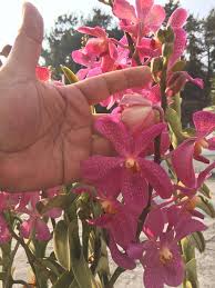 Aranda Anne Khoo-Kasem's Delight