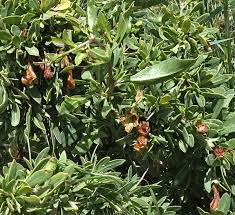 Image result for Lycium