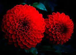 Red Chrysanthemums Lyle S Photography Red Chrysanthemums Beautiful Flowers Red Photography