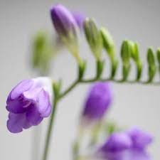 Is Freesia Toxic Fresia Flower Plants Flower Care