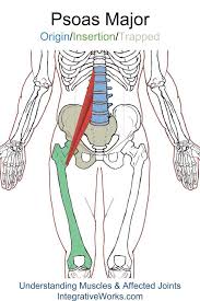 Pin On Anatomy