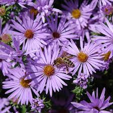 Spring Hill Nurseries 4 In Es Raydon S Favorite Aster N A Lowes Com Spring Hill Nursery Spring Hill Summer Garden