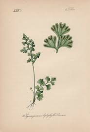 Image result for Anogramma leptophylla