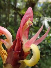 Image result for Aframomum mala