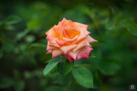 See the best library of photos and images from jooinn. Orange Rose Green Background High Quality Free Backgrounds