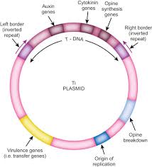 Plant cells are distinguished by their cell walls containing cellulose, chloroplasts that perform photosynthesis, and a large central charophytes are complex green algae such as stoneworts. Vira Protein An Overview Sciencedirect Topics