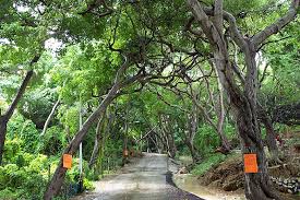 Image result for manchineel tree