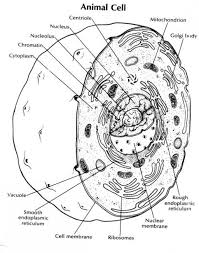 We did not find results for: Animal Cell Coloring