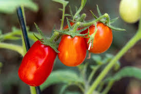 Image result for tomato San Marzano