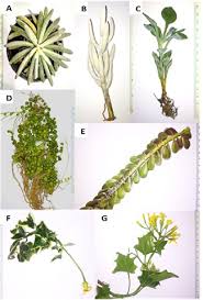 Image result for Caputia