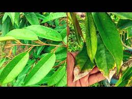 Kami higaragro akan sedikit membahas apa saja penyebab ujung daun durian menjadi kering dan kami akan memberitahukan. Mengatasi Ujung Daun Durian Yang Mengering Youtube