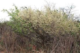 Image result for Brackenridgea