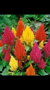 Jual Benih Tanaman Jengger Ayam Celosia Plumosa Isi 100 Benih Di Lapak Chavid Farm Csdodolan Benih Tanaman Tanaman Benih