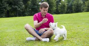 Kim offers private obendience and agility lessons, as well as puppy classes. Sit Means Sit Dog Training Chicago Chicago Puppy Trainers