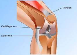 Defination And Three Types Of Cartilage And Their Function Human Body Fast Growth Blue And White