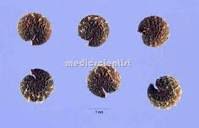 Image result for Cleome gynandra