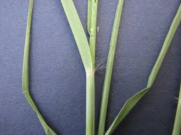 Image result for Bothriochloa bladhii