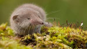 Bussgeld Droht Warum Ihr Maulwurfe Und Spitzmause Im Garten Nie Toten Solltet Artikel Von The Weather Channel Weather Com